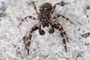 Jumping Spider (Proszynellus sp) (Proszynellus sp)